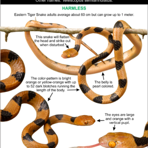 Deep-etching images and ID Cards for EAF