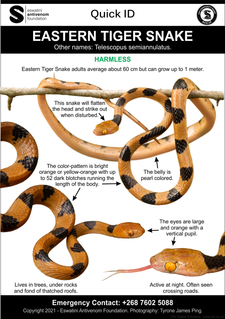 Read more about the article Deep-etching images and ID Cards for EAF